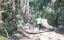 Phú Yên: Khởi tố 5 cán bộ trong vụ lâm tặc mở đường phá rừng giáp ranh
