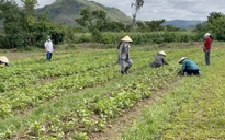 Lên núi thuê đất trồng rau phát miễn phí cho người dân vùng dịch
