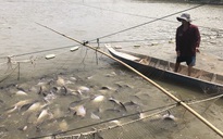 Hàng ngàn tấn cá tra nằm ao, nông dân lỗ nặng