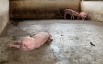 Dịch tả lợn châu Phi tiếp tục lây lan tại Hưng Yên