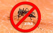 8 loại cây trồng đơn giản phòng vi rút Zika và làm đẹp nhà bạn