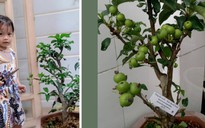 Cây táo trồng trong khu phong tỏa TP.HCM có liên quan đến phim 'Cây táo nở hoa'?
