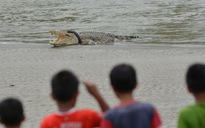 Cá sấu cắn chết và lôi người xuống sông ở Malaysia