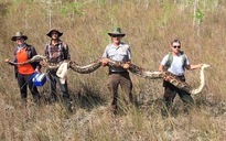 Bắt được trăn cái khổng lồ nhờ 'bạn trai' dẫn đường