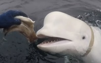 'Đặc công' cá voi trắng của Nga bị tóm tại Na Uy?