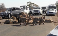 Nam Phi báo động sư tử xổng chuồng hàng loạt