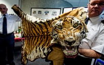 Tổ chức bảo tồn thừa nhận cuộc chiến bảo vệ loài hổ có vẻ 'đang thất bại'