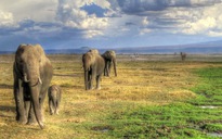 Cắm trại sai chỗ, du khách Áo bị voi giày chết ở Namibia