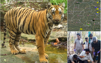 Cuộc hành trình kỷ lục để tìm bạn tình của chú hổ tơ Ấn Độ