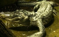 Cá sấu cưng của trùm phát xít Hitler đã chết ở sở thú Moscow
