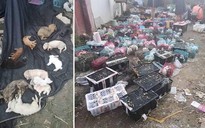 Xác thú cưng chết trong thùng chất thành đống ở Trung Quốc