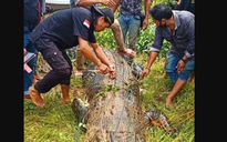 Mổ bụng cá sấu dài 6m để lấy xác bé trai 8 tuổi ở Indonesia