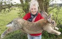 Con thỏ lớn nhất thế giới đã bị trộm
