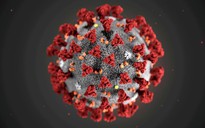 Tìm ra kháng thể giảm nguy cơ bệnh nặng do virus Corona, kể cả Covid-19