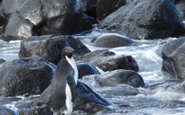 Chim cánh cụt Nam Cực đi lạc gần 5.000 km, đến tận bờ biển New Zealand