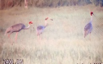 Phục hồi đàn sếu đầu đỏ tại Vườn quốc gia Tràm Chim có khả thi?
