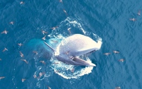 Người dân chứng kiến cá voi săn mồi ở biển Đề Gi: Cứ tưởng mình mơ