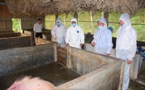 Phát hiện ổ dịch tả lợn châu Phi đầu tiên tại Thừa Thiên - Huế