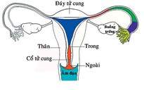 Một sản phụ tử vong sau khi cắt bỏ tử cung