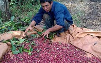 5.000 nông dân học kỹ năng kinh doanh cà phê