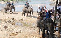 Đắk Lắk: Thêm một voi nhà bị chết