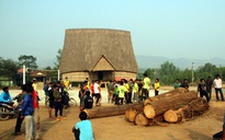Cả làng bắt gỗ lậu