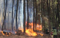 Xe nâng gỗ phát hỏa, 5 ha rừng thông bị thiêu rụi