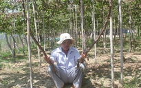 Khởi tố vụ án ‘hạ độc vườn nho 1.300 gốc'