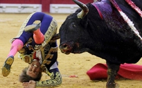 Tây Ban Nha dạy đấu bò trong trường phổ thông