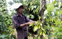 30.000 ha cà phê chuyển sang trồng tiêu