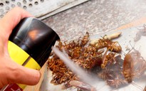 Thuốc xịt côn trùng làm tăng nguy cơ ung thư