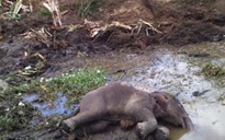 Xác voi rừng nằm chết gần khu dân cư