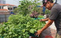 Vườn rau sạch nhà tôi - Kỳ 3: Phủ xanh những nóc nhà ở Sài Gòn
