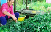 Làm giàu nhờ luân canh rau màu