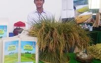 Sáng tạo khởi nghiệp: Sản xuất gạo sạch
