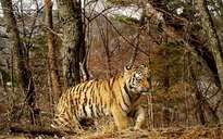 Hổ xuất hiện, nhiều người ở Nga không dám ra đường