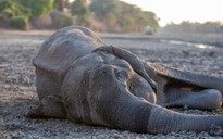 Mất 200 con voi chỉ trong 1 tháng vì hạn hán ở Zimbabwe