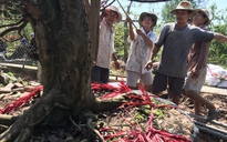 'Vương quốc hoa kiểng' khắp miền vào mùa Tết - Kỳ 7: Những 'cao thủ' chạy sô