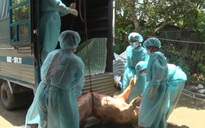 Kiên Giang lập đến 9 tổ kiểm dịch phòng chống dịch tả lợn châu Phi