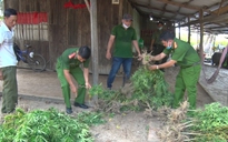 Kiên Giang: Trồng trái phép hàng trăm cây cần sa để...cho gà vịt ăn chống bệnh