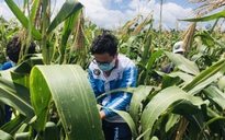 Áo xanh tình nguyện giúp dân tiêu thụ nông sản giữa lúc giãn cách xã hội