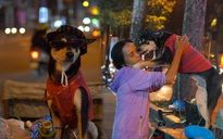 Chú chó 'giới tính nam' thích mặc đồ nữ theo chủ nhặt ve chai khắp Sài Gòn