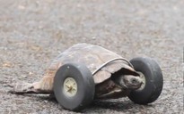 Gắn chân bánh xe cho 'cụ rùa' 90 tuổi