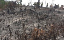 Từ tin báo của dân, phát hiện 18 ha rừng phòng hộ bị chặt phá