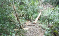 Khởi tố 10 bị can trong vụ đốn hạ 13 cây gỗ dổi