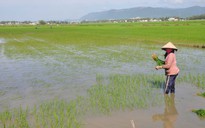 Nông dân miền Trung lo thắt ruột vì lịch gieo sạ lúa mùa đảo lộn