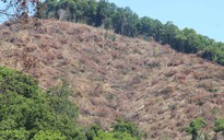 Vụ phá hơn 60 ha rừng ở Bình Định: Kỷ luật nhiều cán bộ kiểm lâm