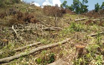 20 ha rừng bị chặt phá, ban quản lý rừng không báo cáo