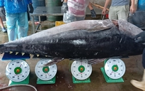 Bình Định: Ngư dân câu được cá ngừ đại dương dài hơn 2m, nặng 210 kg
