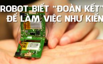 Không chỉ biết chạy nhảy, robot này biết làm việc tập thể như loài kiến